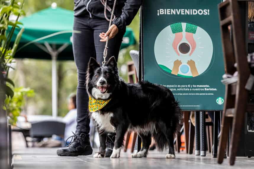 UN STARBUCKS DOG FRIENDLY